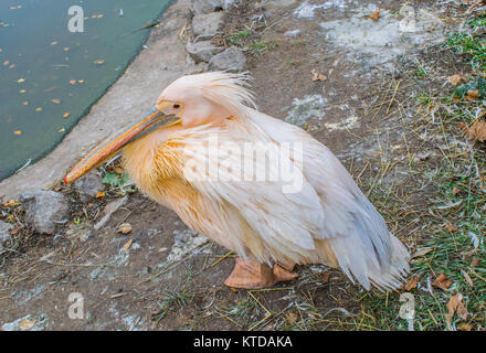 Un bianco orientali pelican è seduto. Deep autunno il pellicano si riscalda Foto Stock