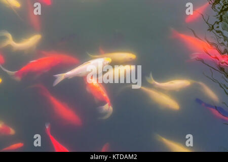 Colorati pesci ornamentali a nuotare in un laghetto artificiale. Vista superiore del pesce da un laghetto di diversi colori Foto Stock