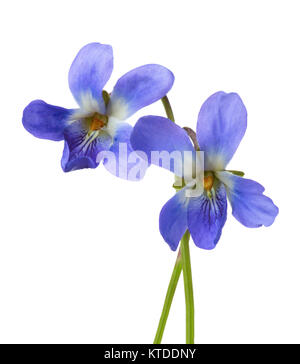 Due primi fiori di primavera ( Viola odorata) isolati su sfondo bianco. Profondità di campo. Messa a fuoco selettiva. Foto Stock