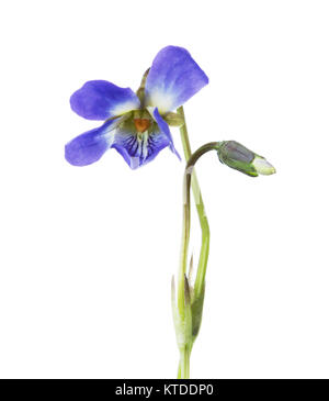Primi fiori di primavera ( Viola odorata) isolati su sfondo bianco. Profondità di campo. Messa a fuoco selettiva. Foto Stock