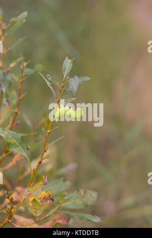 Il PIOPPO hawk-moth caterpillar Foto Stock