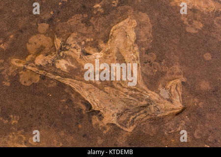 Traccia di dinosauri in arenaria a nord mocassino Mountain via sito su BLM terreno vicino a Coral Pink Sand Dunes State Park, Utah, Stati Uniti d'America Foto Stock