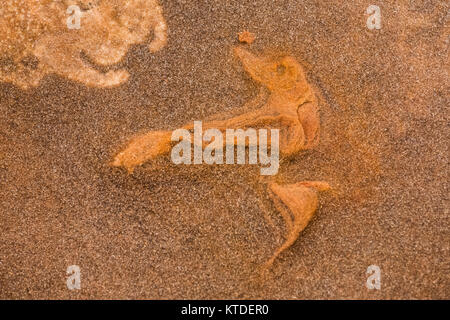 Traccia di dinosauri in arenaria a nord mocassino Mountain via sito su BLM terreno vicino a Coral Pink Sand Dunes State Park, Utah, Stati Uniti d'America Foto Stock
