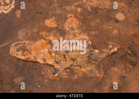 Traccia di dinosauri in arenaria a nord mocassino Mountain via sito su BLM terreno vicino a Coral Pink Sand Dunes State Park, Utah, Stati Uniti d'America Foto Stock