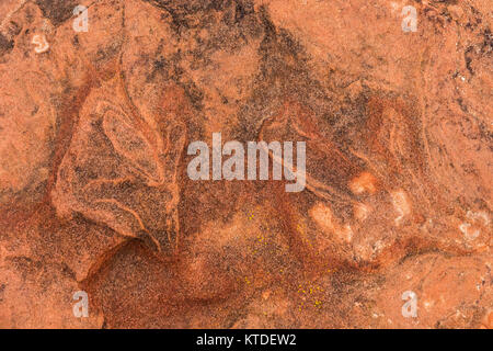 Traccia di dinosauri in arenaria a nord mocassino Mountain via sito su BLM terreno vicino a Coral Pink Sand Dunes State Park, Utah, Stati Uniti d'America Foto Stock