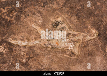 Traccia di dinosauri in arenaria a nord mocassino Mountain via sito su BLM terreno vicino a Coral Pink Sand Dunes State Park, Utah, Stati Uniti d'America Foto Stock