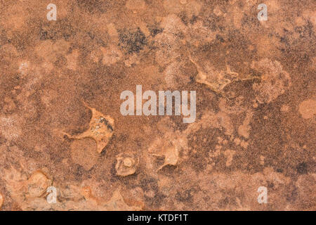 Tracce di dinosauri in arenaria a nord mocassino Mountain via sito su BLM terreno vicino a Coral Pink Sand Dunes State Park, Utah, Stati Uniti d'America Foto Stock