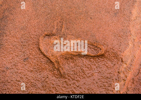 Traccia di dinosauri in arenaria a nord mocassino Mountain via sito su BLM terreno vicino a Coral Pink Sand Dunes State Park, Utah, Stati Uniti d'America Foto Stock