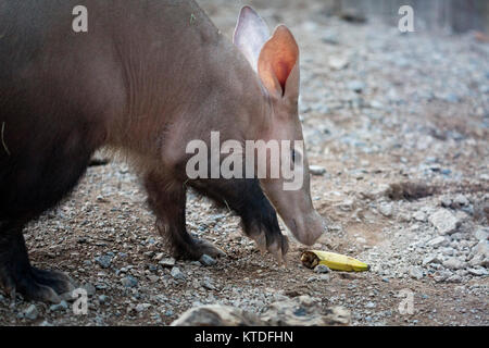 Un incendio scoppiato che influenzano l'animale avventura e area caffetteria allo Zoo di Londra, Londra, Regno Unito, 23 dic 2017. Un aardvark (Orycteropus afer) denominata Misha Foto Stock