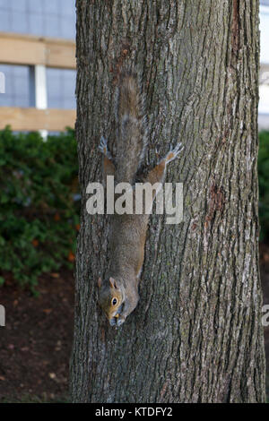 Un orientale scoiattolo grigio di tenere su la corteccia di un albero, Philadelphia, Pennsylvania, Stati Uniti. Foto Stock