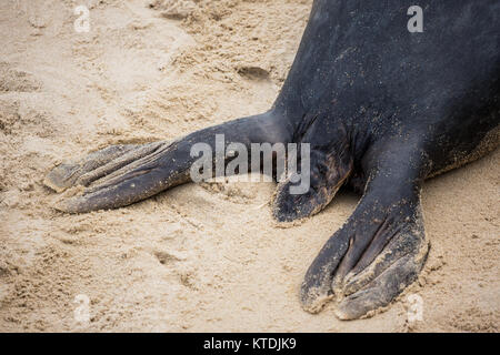 Le foche grigie sulla costa di Norfolk Foto Stock