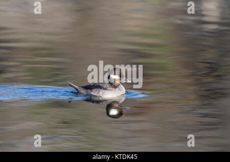 Femmina Bufflehead su stagno Foto Stock