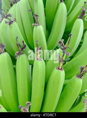 Banane verdi appesi su albero closeup Foto Stock