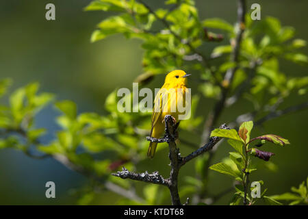 Trillo giallo - maschio Foto Stock