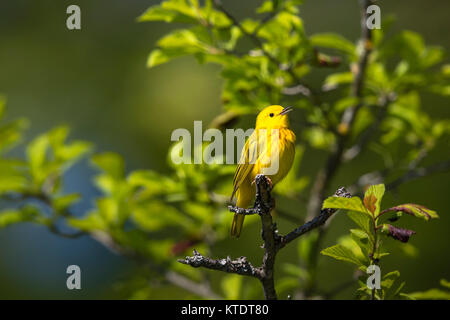 Trillo giallo - maschio Foto Stock