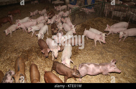 Gruppo di suini a fattoria degli animali. Fattoria degli animali di allevamento poco porci in vendita Foto Stock