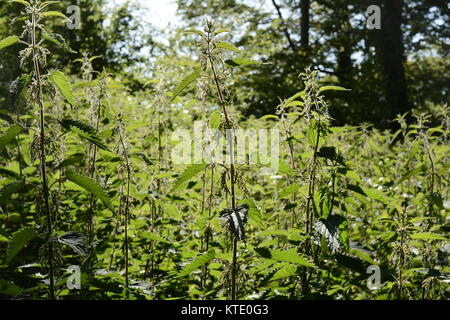 Sensazioni puntorie ortiche retroilluminati da sole nel sottobosco vicino al vecchio mulino in Dartmouth, Devon Foto Stock