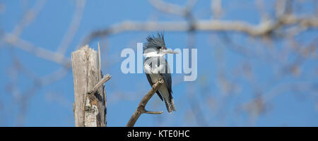 Belted kingfisher - maschio Foto Stock