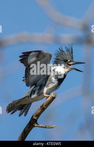 Belted kingfisher - maschio Foto Stock