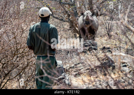 Rhino monitoraggio Ranger Rinoceronte nero (Diceros simum) a Huab sotto tela, Damaraland, Namibia, Africa Foto Stock