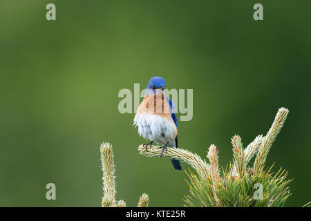 Eastern bluebird - maschio Foto Stock