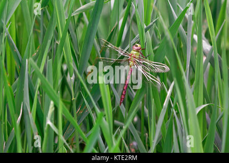Verde comune darner libellula Foto Stock
