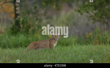 Un fantomatico bobcat in Wisconsin settentrionale prato. Foto Stock