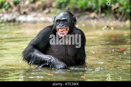 Sorridente Bonobo nell'acqua. Habitat naturale. Verde sfondo naturale. Il Bonobo ( Pan paniscus), chiamato scimpanzé pigmeo. Repubblica democratica o Foto Stock