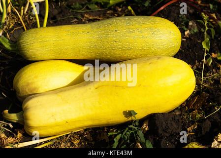 Giallo maturo zucchine giacente sulla terra nera. Foto Stock