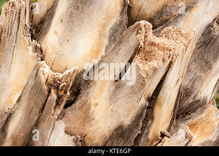 Abstract del tronco di albero nel Giardino Majorelle, ora Yves Saint Laurent giardino, raccolta, Marrakech, Marocco. Foto Stock