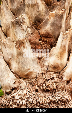 Abstract del tronco di albero nel Giardino Majorelle, ora Yves Saint Laurent giardino, raccolta, Marrakech, Marocco. Foto Stock