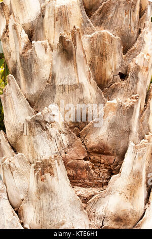 Abstract del tronco di albero nel Giardino Majorelle, ora Yves Saint Laurent giardino, raccolta, Marrakech, Marocco. Foto Stock