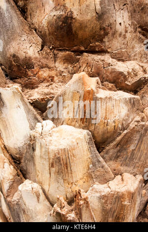 Abstract del tronco di albero nel Giardino Majorelle, ora Yves Saint Laurent giardino, raccolta, Marrakech, Marocco. Foto Stock