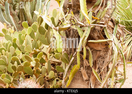 Il Cactus nel Giardino Majorelle, ora Yves Saint Laurent giardino, raccolta, Marrakech, Marocco. Foto Stock