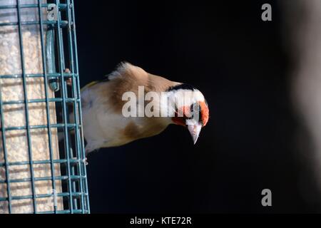 Cardellino (Carduelis carduelis) visitando un bird feeder, Gloucestershire, Regno Unito, novembre. Foto Stock