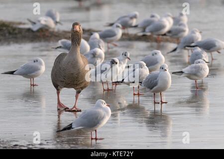 Graylag goose (Anser anser) passeggiate sul lago ghiacciato passato in appoggio a testa nera gabbiani (Chroicocephalus ridibundus), Gloucestershire, Regno Unito, dicembre. Foto Stock