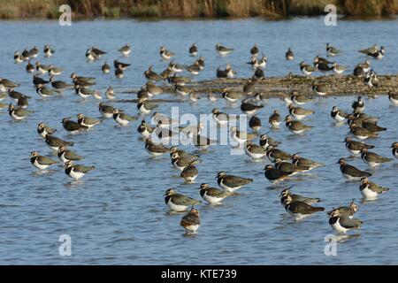 Pavoncella (Vanellus vanellus) gregge di riposo in un poco profondo lago di acqua dolce, Gloucestershire, UK, febbraio. Foto Stock