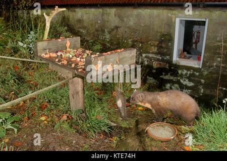 Maschio adulto martora (Martes martes) visitando un uccello tavolo presso un centro di ecoturismo nella notte per alimentazione, Knapdale, Scotland, Regno Unito. Foto Stock