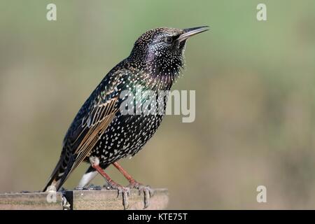 Starling comune (Sturnus vulgaris) in inverno del piumaggio con la sua gola piume arruffare come canta da un uccello tabella, Somerset, Regno Unito, dicembre. Foto Stock