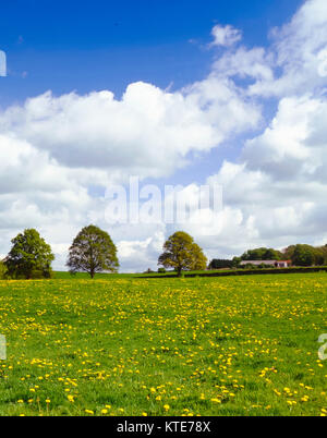 Ranuncolo alberi e grandi nuvole in estate, paesaggio Kent, Kent, Inghilterra, europa Foto Stock