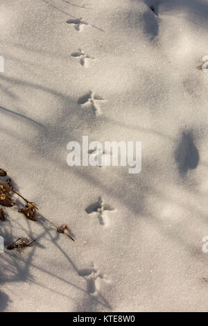 Ruffed grouse vie Foto Stock