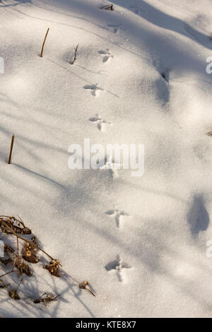 Ruffed grouse tracce nella neve Foto Stock