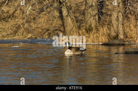 Canada Goose in appoggio sul fiume Chippewa in Wisconsin settentrionale Foto Stock