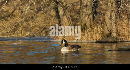 Canada Goose in appoggio sul fiume Chippewa in Wisconsin settentrionale Foto Stock