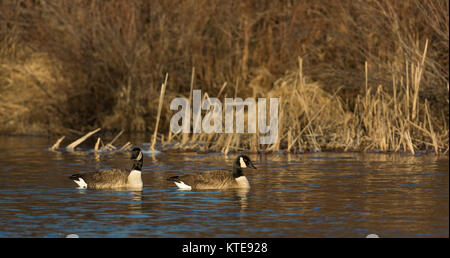 Coppia di Oche del Canada sul fiume Chippewa in Wisconsin settentrionale Foto Stock