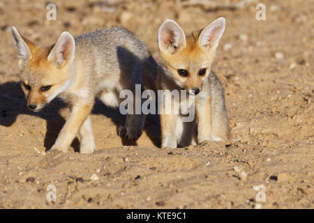 Capo volpe (Vulpes vulpes chama), due cuccioli uscendo di den, luce della sera, Kgalagadi Parco transfrontaliero, Northern Cape, Sud Africa e Africa Foto Stock