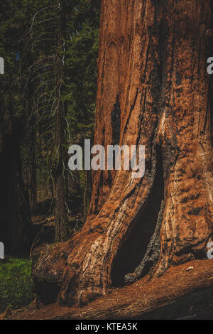Sequoia gigante albero lungo il General Sherman Trail, Sequoia National Park, California Foto Stock