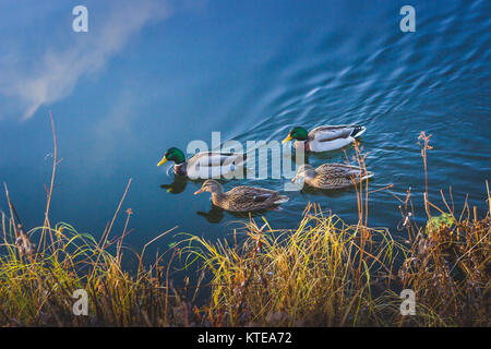 Quattro le anatre bastarde nuotando lungo un canale vicino Sodermalm District a sunrise in autunno, Stoccolma, Svezia Foto Stock