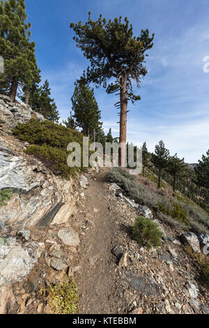 Pacific Crest Trail avvolgimento attraverso le Montagne di San Gabriel vicino al picco di Throop in Angeles National Forest al di sopra di Los Angeles, California. Foto Stock