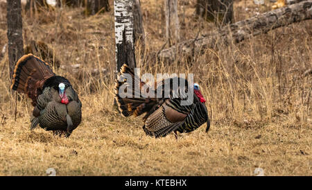 Eastern Wild Turchia Foto Stock